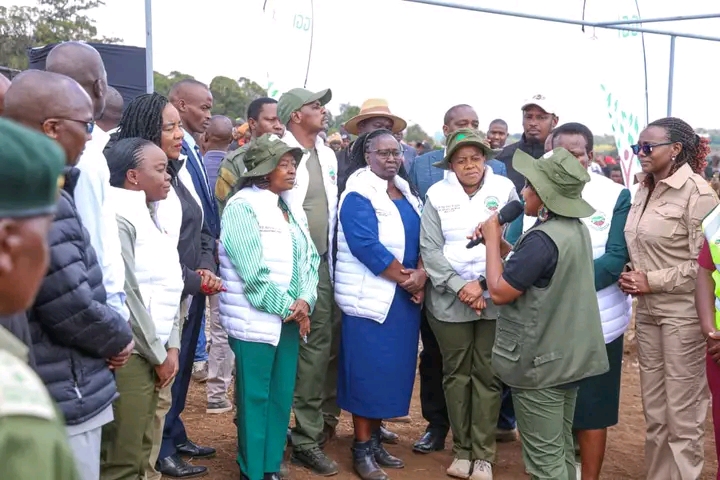 Tree Planting