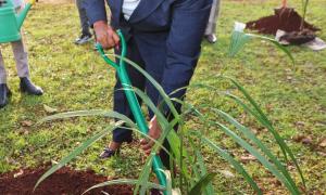 Tree Planting 
