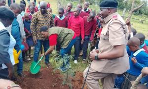 Tree Planting 