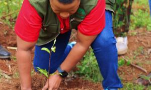 Tree Planting 